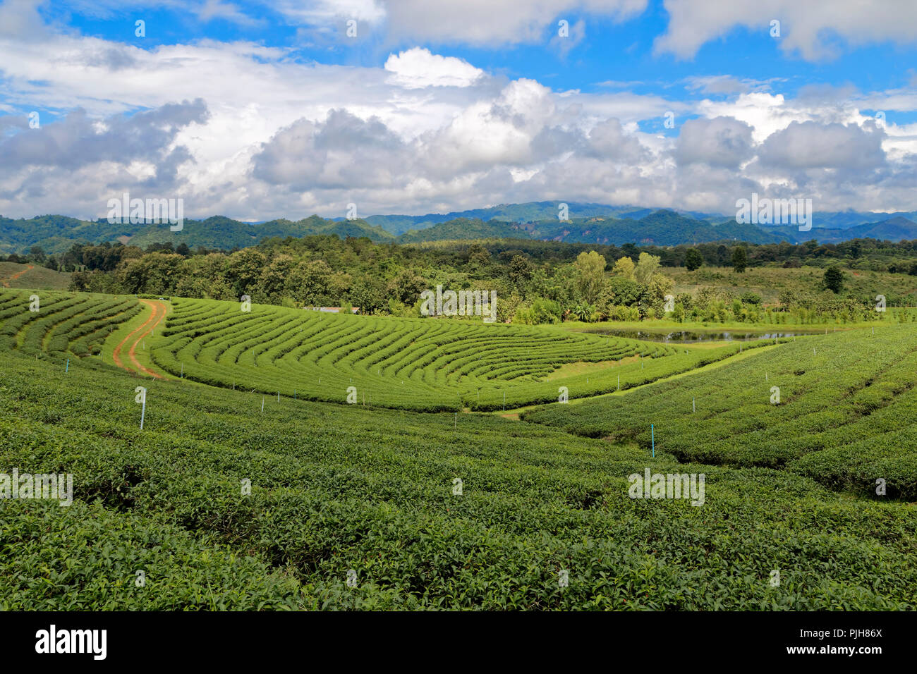 Choui Fong Tee Plantage, Chiang Rai, Thailand Stockfoto