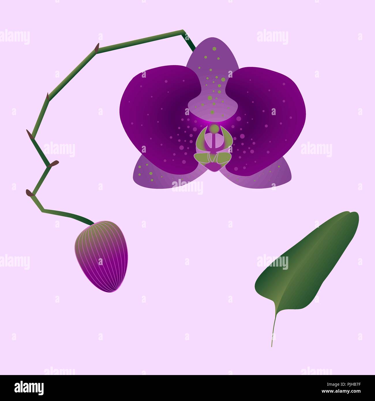 Abbildung: rosa Orchidee mit einer Knospe, Blätter und Stengel auf die leicht rosa unterlegt. Phalaenopsis tropische Pflanze, für die Einladung und Grußkarte, Ba Stock Vektor