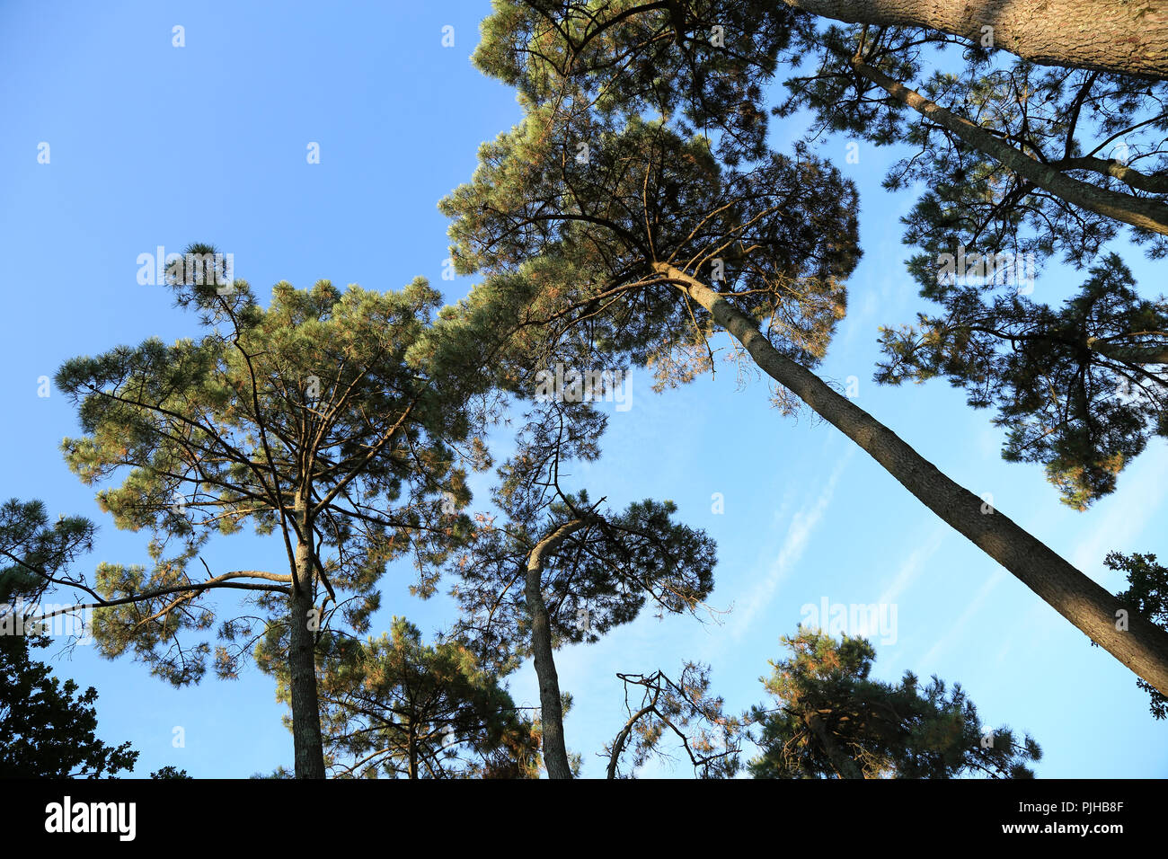 Pinien in Wäldern von Presqu'ile de Conleau, Vannes, Morbihan, Bretagne, Frankreich, Europa Stockfoto