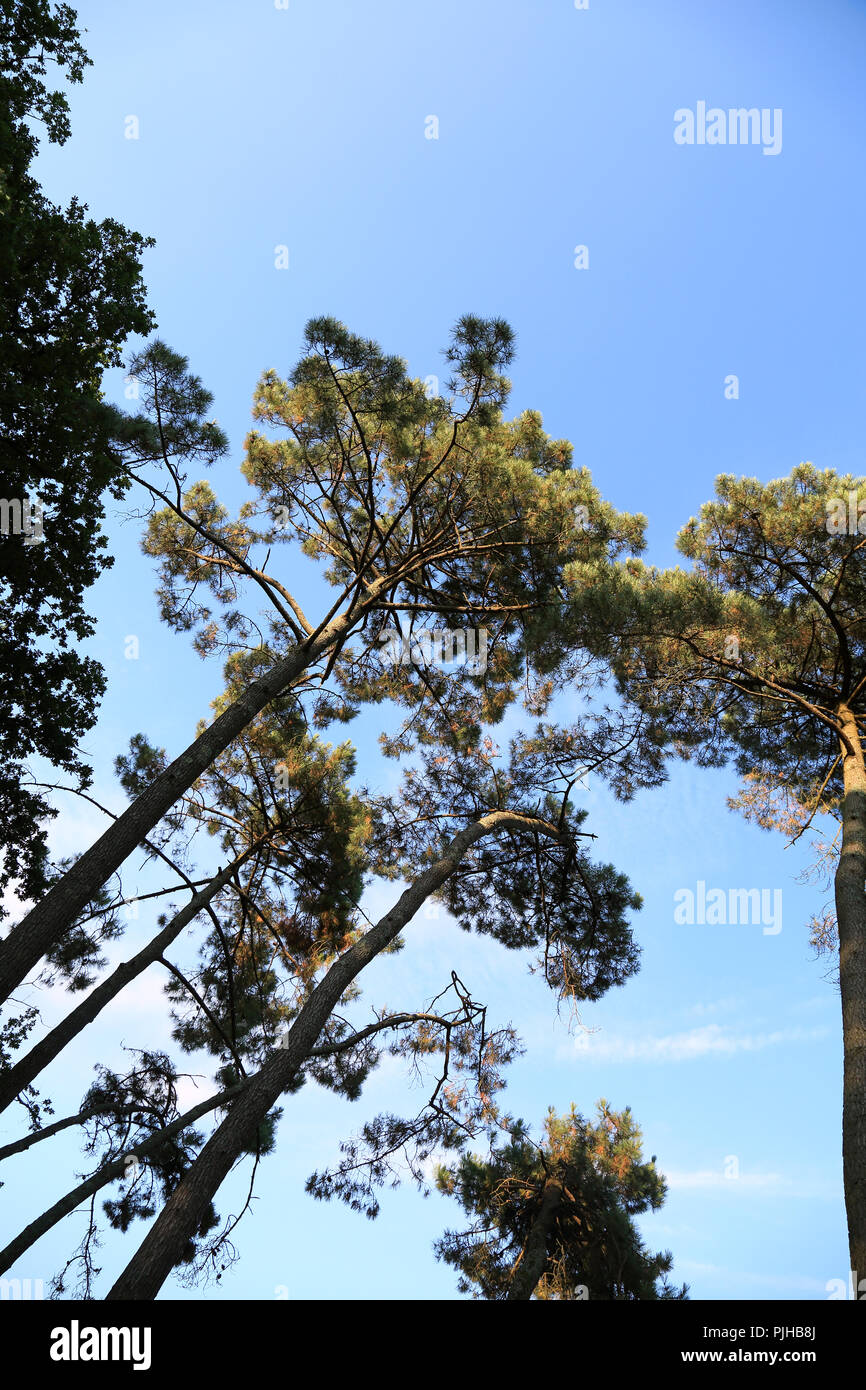 Pinien in Wäldern von Presqu'ile de Conleau, Vannes, Morbihan, Bretagne, Frankreich, Europa Stockfoto