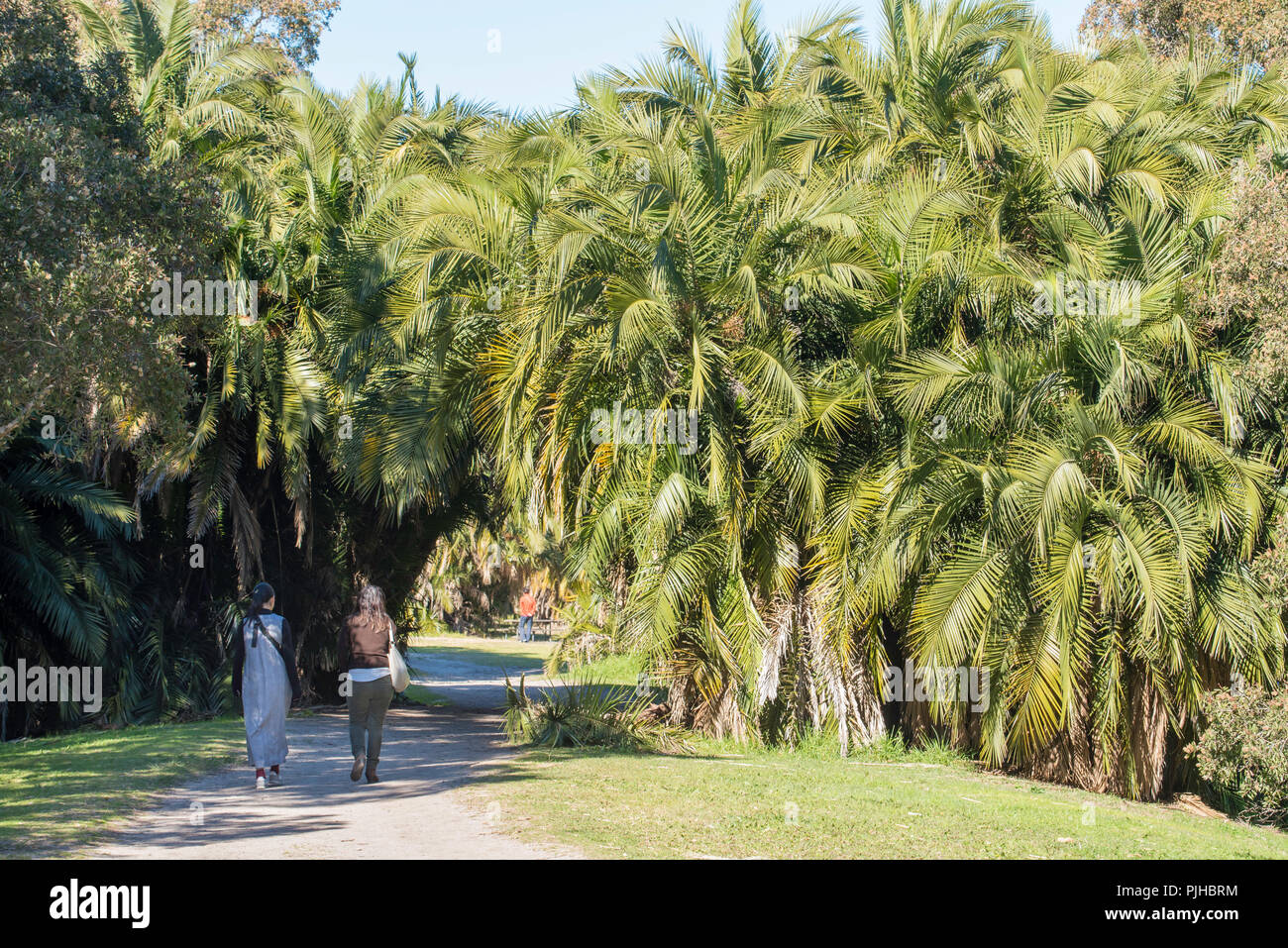 Zwei Menschen zu Fuß in Tag Zeit auf einem Schotterweg in Richtung Palm Grove arch oder Tunnel Stockfoto