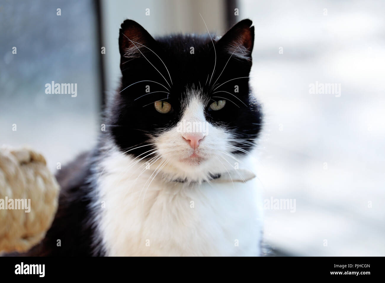 Schwarze und weiße Katze Vor dem Fenster, Inländische süße Katze Portrait Schließen nur bis Kopf Stockfoto