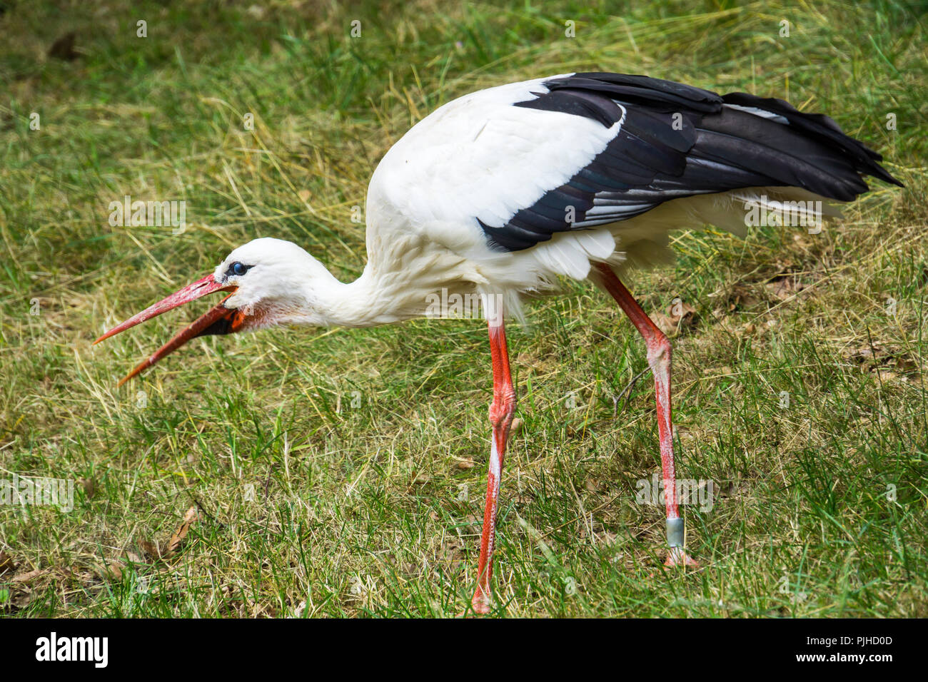 Riesige nach Stork auf der grünen Wiese Stockfoto