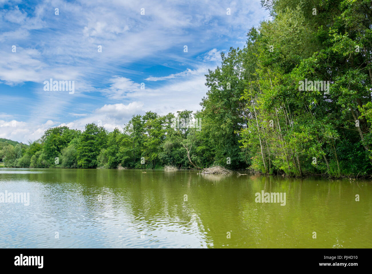 Grüner See mit Bäumen im Sommer Stockfoto