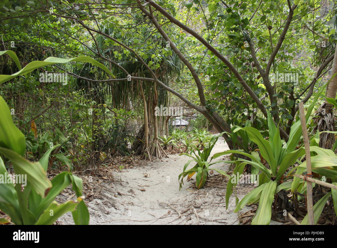 Strand-Pfad Stockfoto