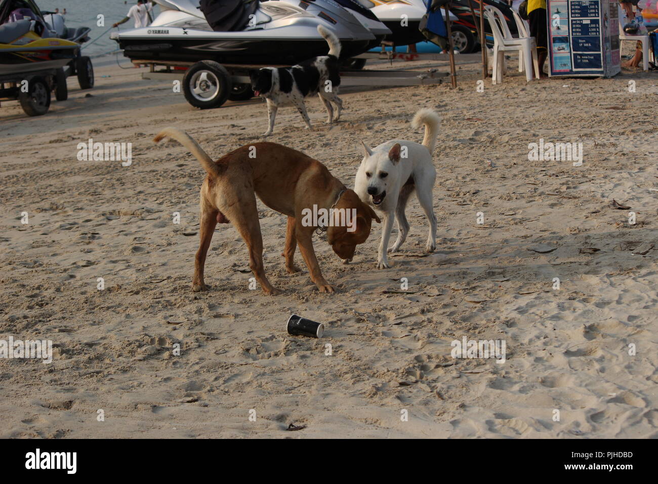 Hunde am Strand Stockfoto