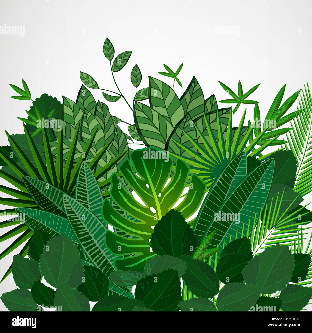 Rahmen Aus Blatter Auf Einem Weissen Hintergrund Jungle Tropische Blumen Vektor Grenze Stock Vektorgrafik Alamy
