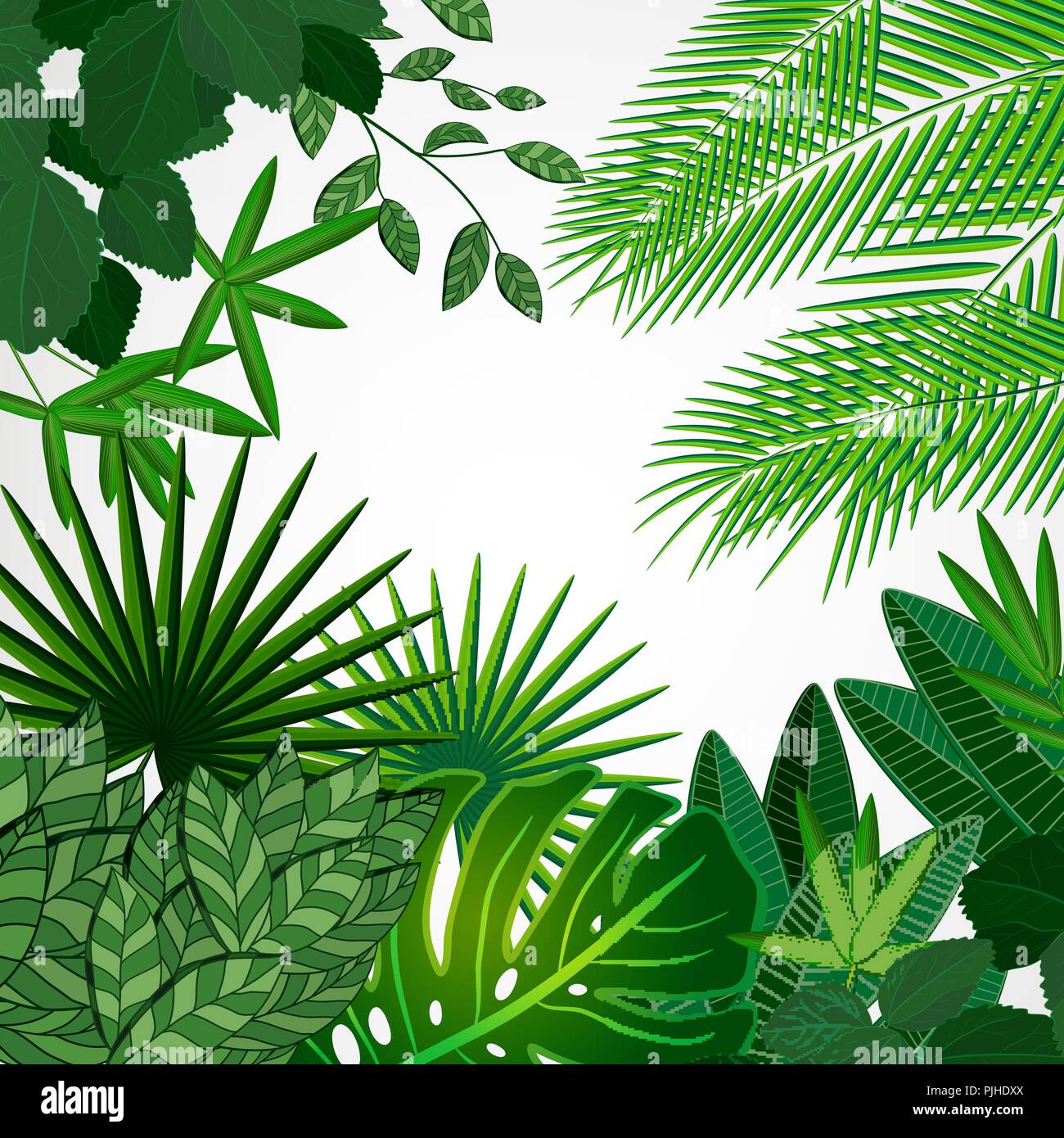Rahmen Aus Blatter Auf Einem Weissen Hintergrund Jungle Tropische Blumen Vektor Grenze Stock Vektorgrafik Alamy