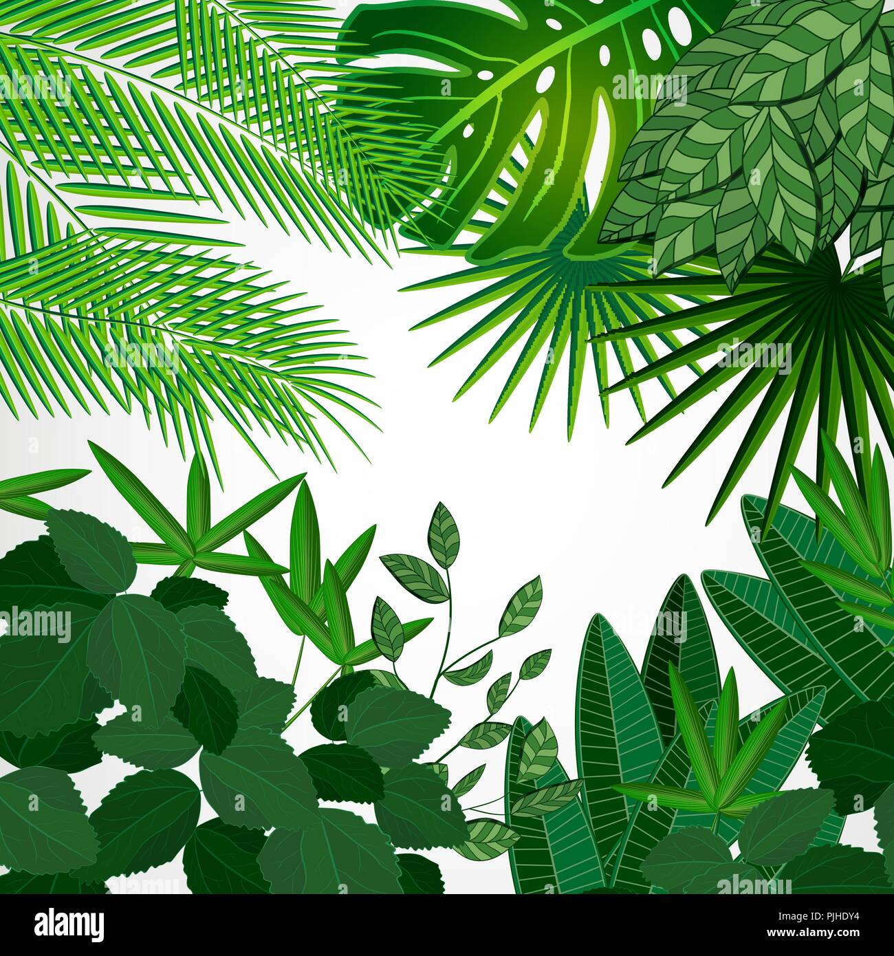 Rahmen Aus Blatter Auf Einem Weissen Hintergrund Jungle Tropische Blumen Vektor Grenze Stock Vektorgrafik Alamy
