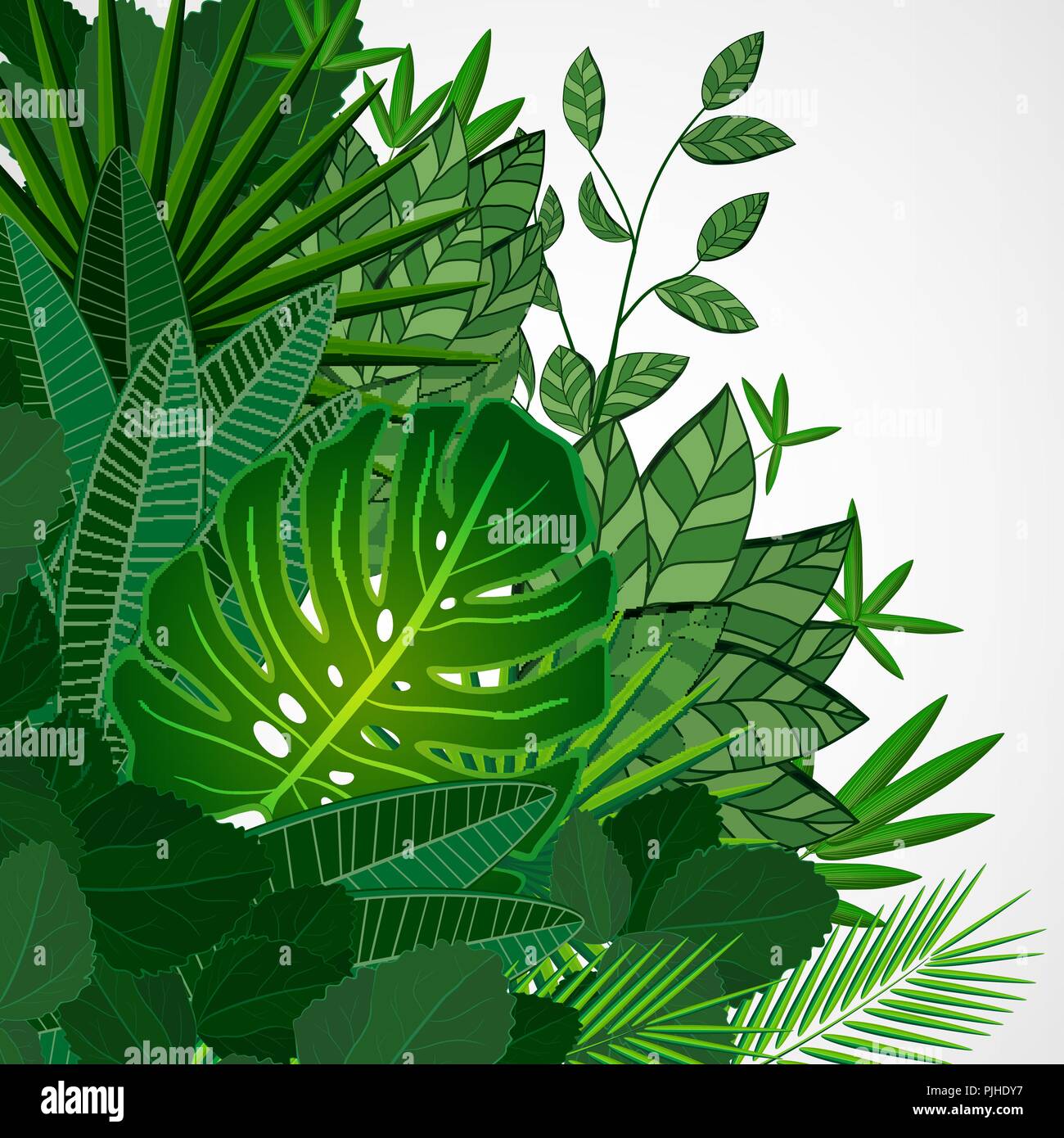 Rahmen Aus Blatter Auf Einem Weissen Hintergrund Jungle Tropische Blumen Vektor Grenze Stock Vektorgrafik Alamy