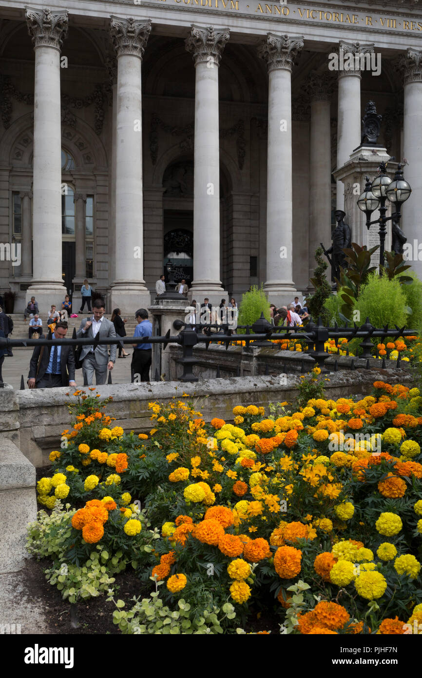 Gelb und Orange Tagetes in voller Blüte außerhalb der Royal Exchange bei der Bank Dreieck in der Londoner City - der Capital District, am 3. September 2018 in London, England. An der Spitze der Dorischen und ionischen Säulen mit kunstvollen Steinmetzarbeiten, kraftvoll starke Fensterstürze Kreuz, mit der Last der bildenden Kunst und Schnitzereien, welche Funktion das Design von Sir William Tite in 1842-1844 und 1844 geöffnet von Königin Victoria, dessen Name in lateinischen (VICTORIAE R) geschrieben wird. Es ist das dritte Gebäude des Art errichtet auf der gleichen Seite. Der erste Austausch errichtet 1564-70 von Sir Thomas Gresham, aber Stockfoto