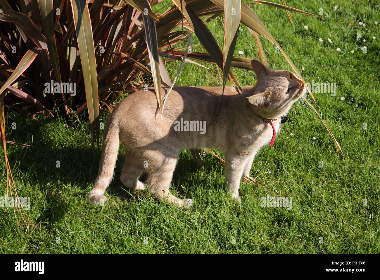 Ingwer Tom Cat riechende Pflanze im Garten Surrey, England Stockfoto