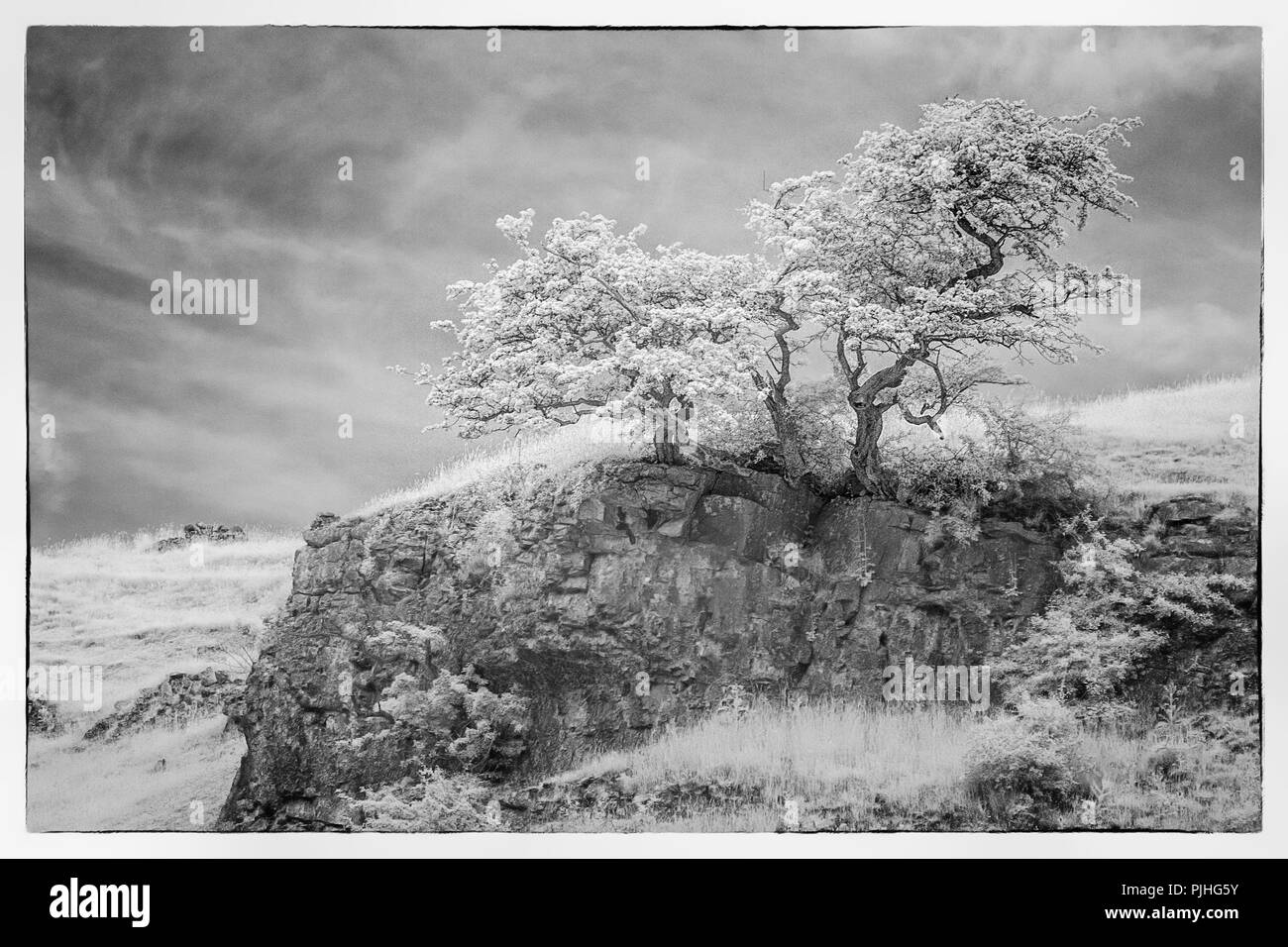 Peak District Alter Baum Stockfoto