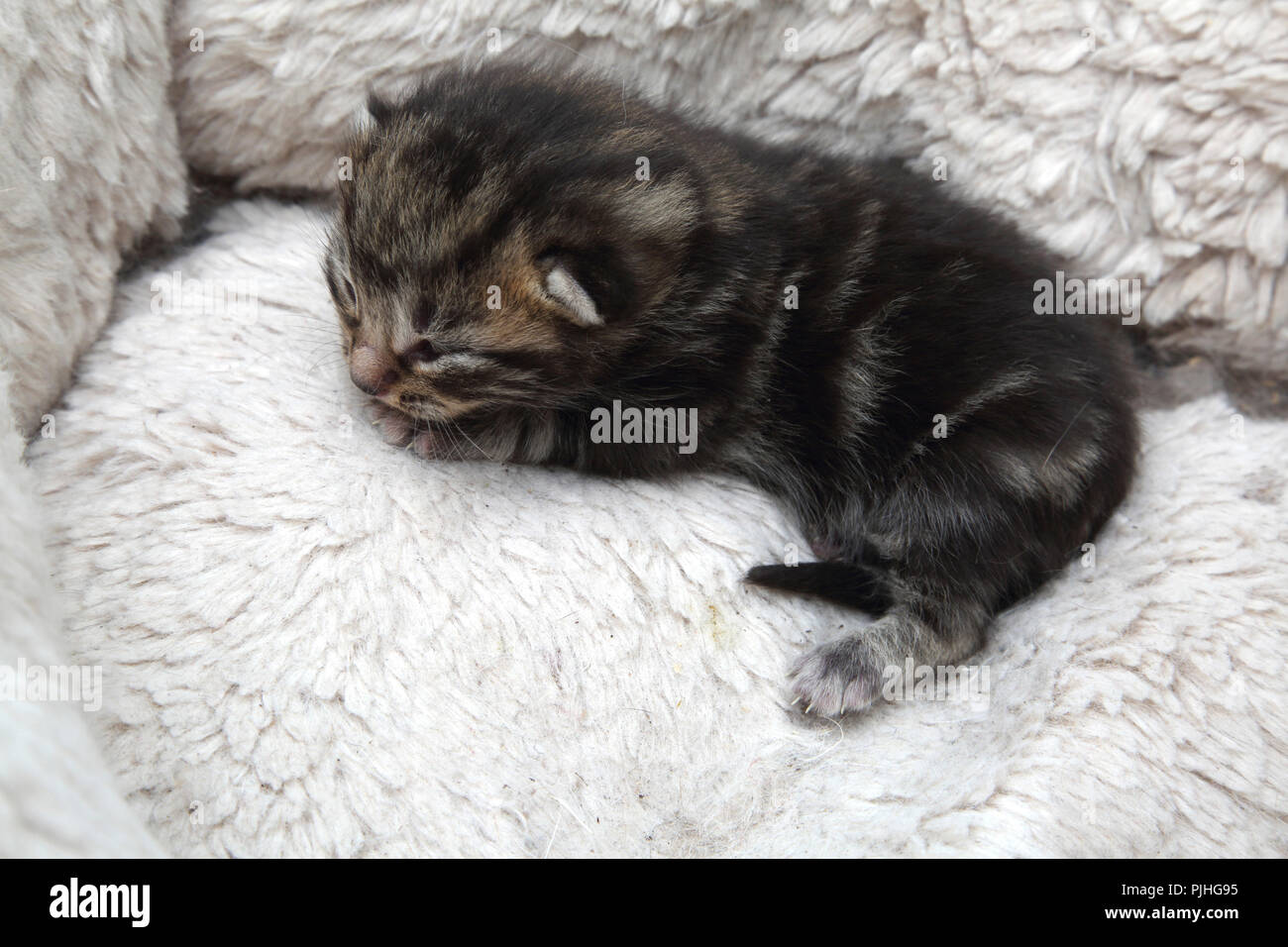 7 Tage alt Tabby Kitten mit Augen Anfang zu öffnen, mit Fleece gefütterte Bed Stockfoto