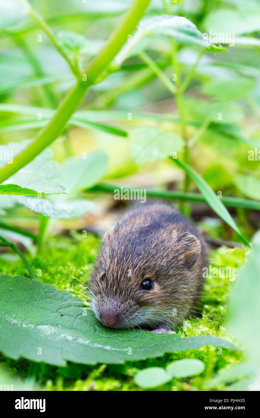 Wald birke Maus (sicista Betulina) Kleine in seinem natürlichen Lebensraum Stockfoto