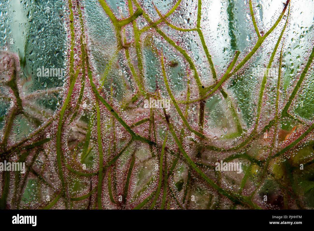 Insectivorous Pflanzen hinter einer nassen Fenster Stockfoto