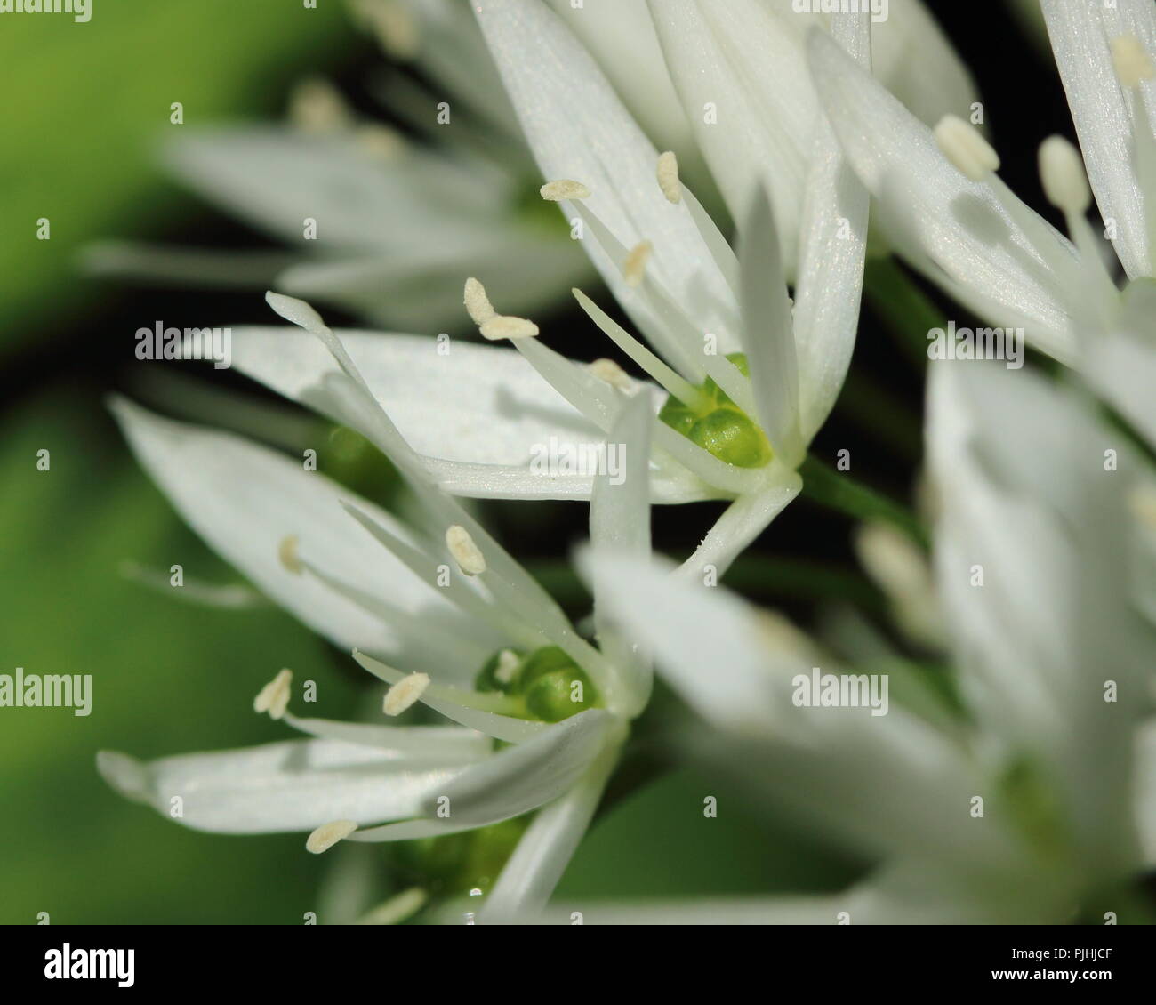 Bärlauch Stockfoto