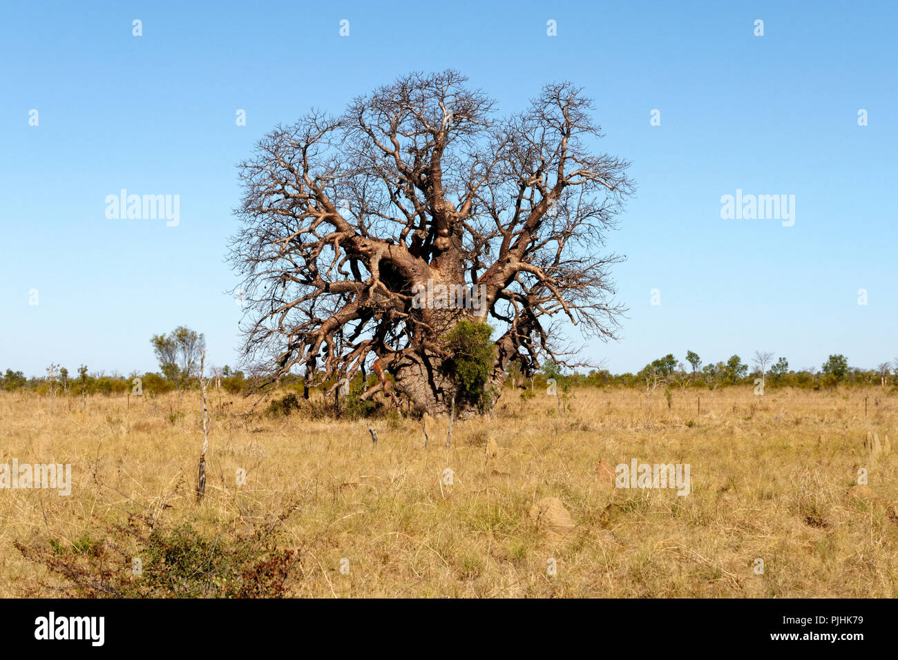 Boab Tree (Adansonia digitata), Kimberley, Nordwesten Australien Stockfoto