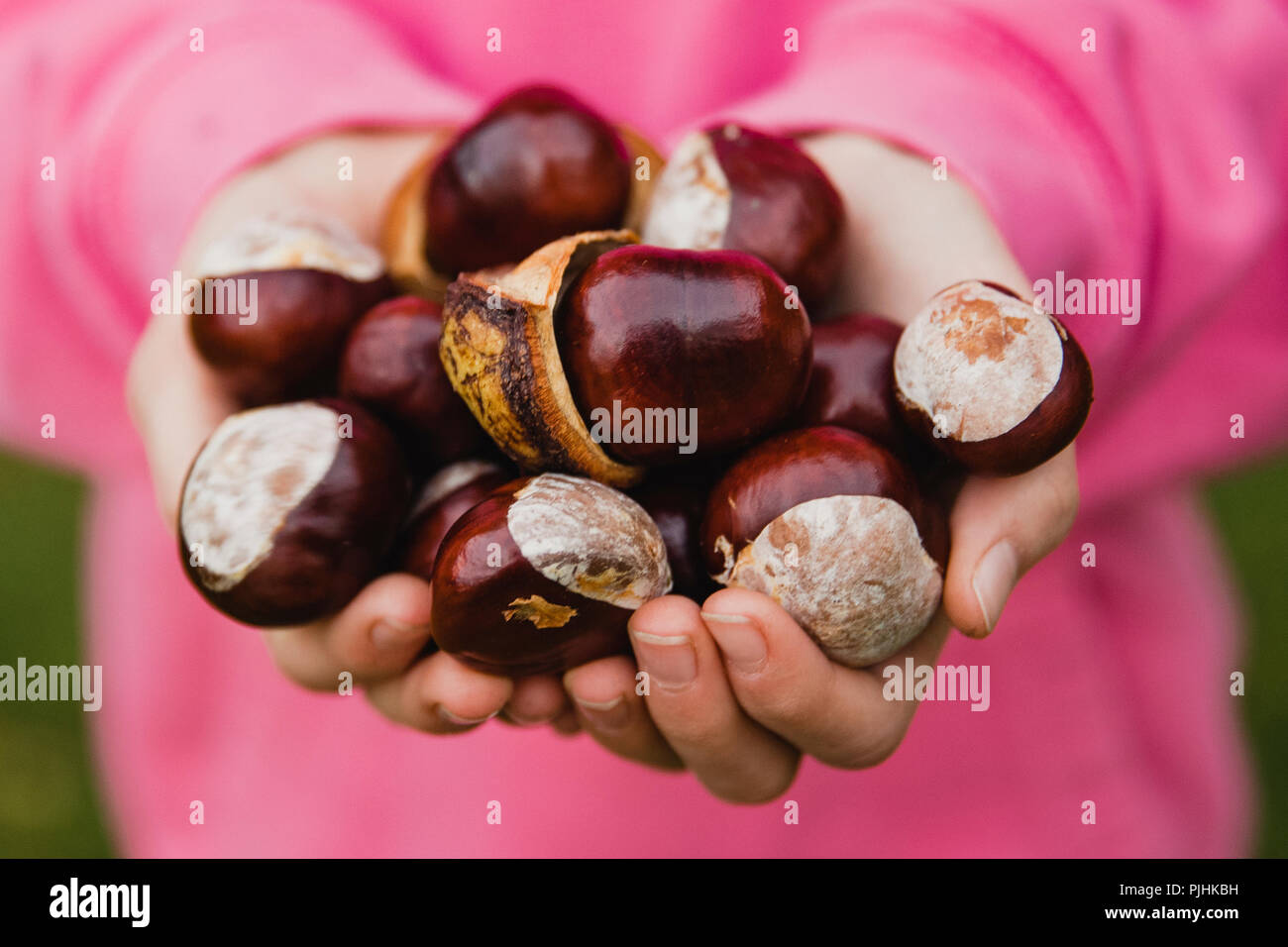 Nahaufnahme der eine nicht erkennbare kleine Mädchen stehen vor der Tür. Das kleine Mädchen hat ihre Hände legte gemeinsam mit einer Handvoll conkers. Stockfoto