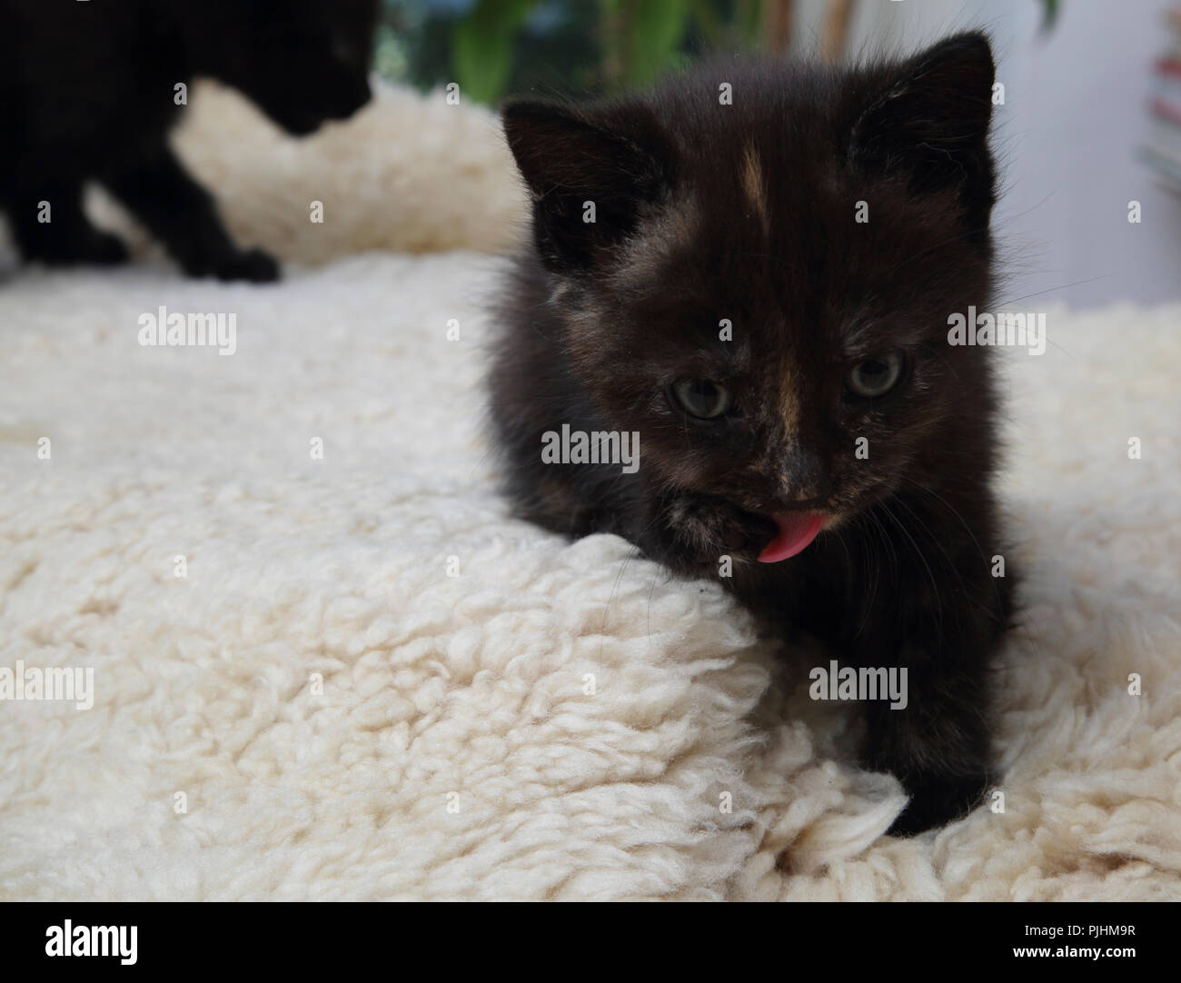 Katzen kätzchen haustier katzenpflege -Fotos und -Bildmaterial in hoher  Auflösung – Alamy