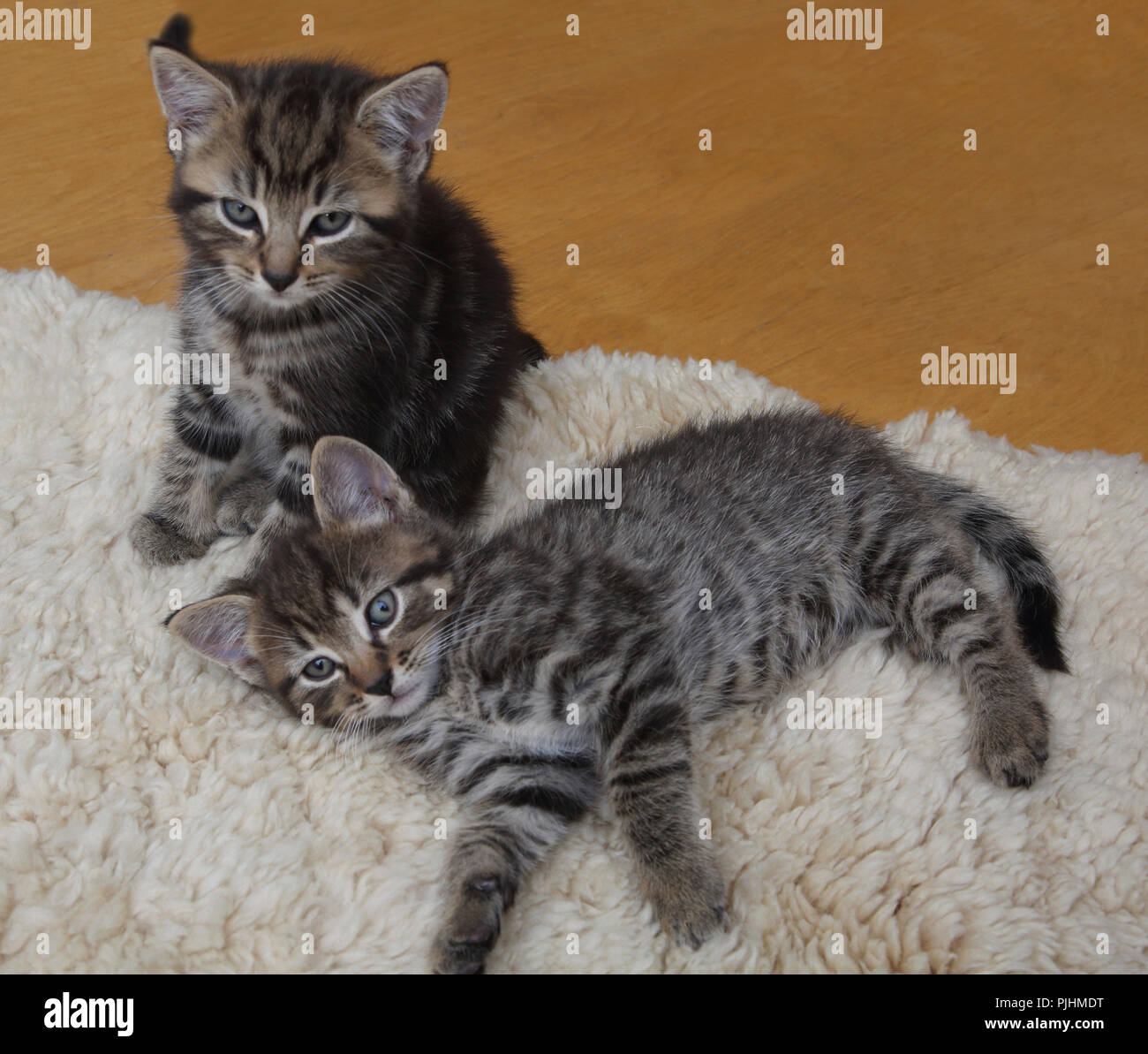 Sieben Wochen alten männlichen Tabby Kätzchen Stockfoto