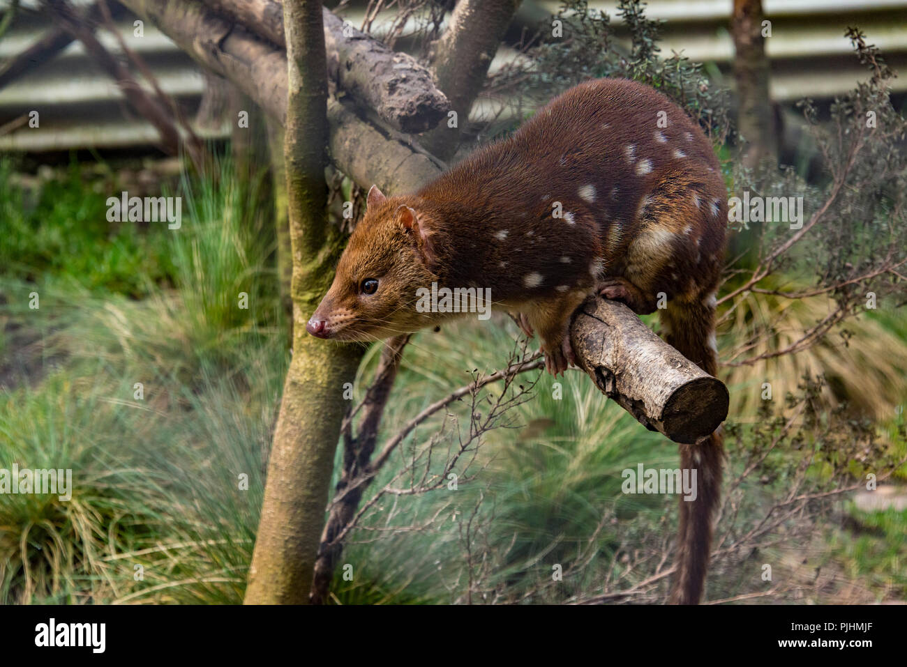 Eine captive Spotted Tail quoll, Cradle Mountain, Australien Stockfoto