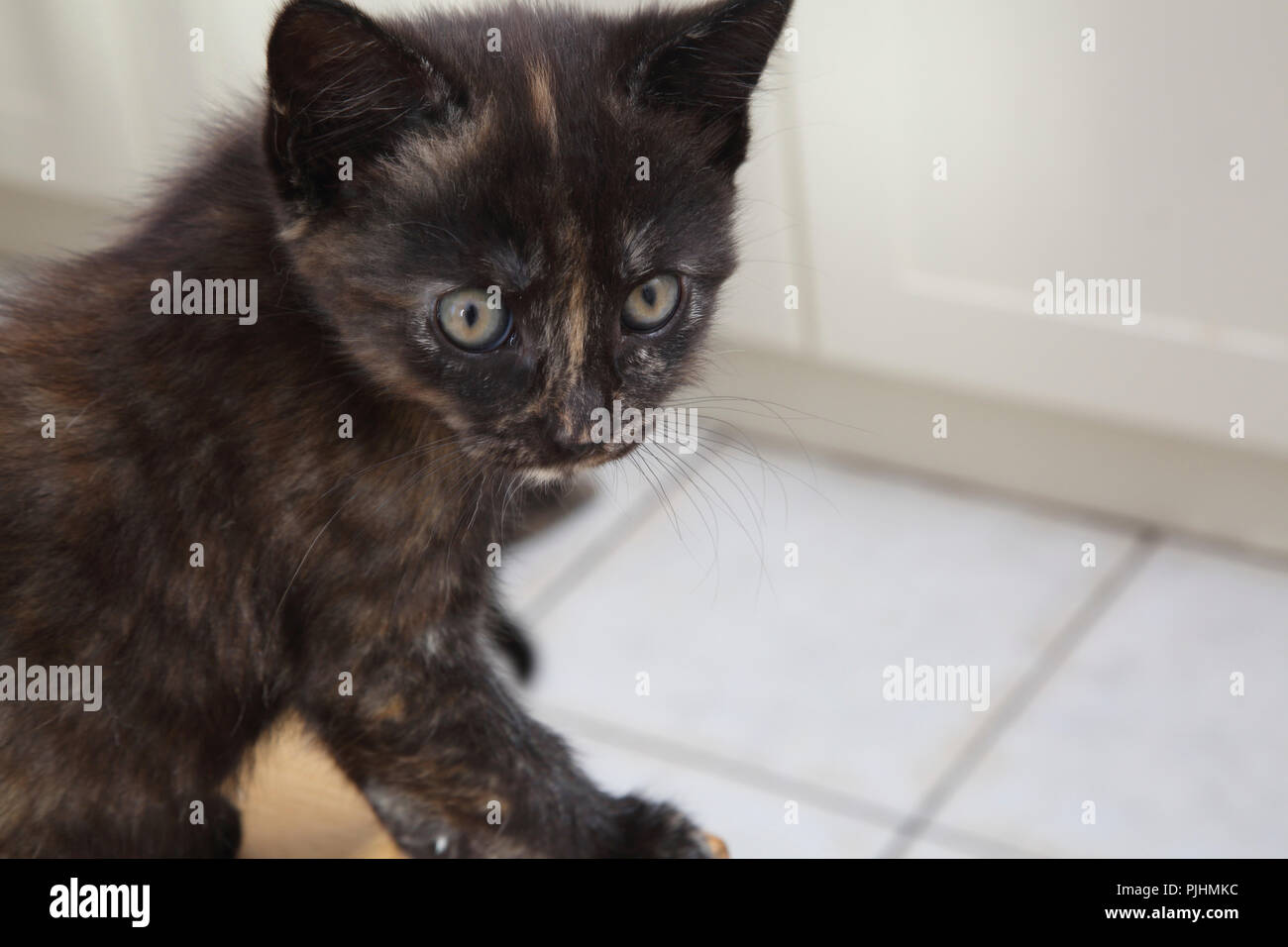 Portrait von 10 Wochen altes Weibchen schildpatt Kätzchen Stockfoto