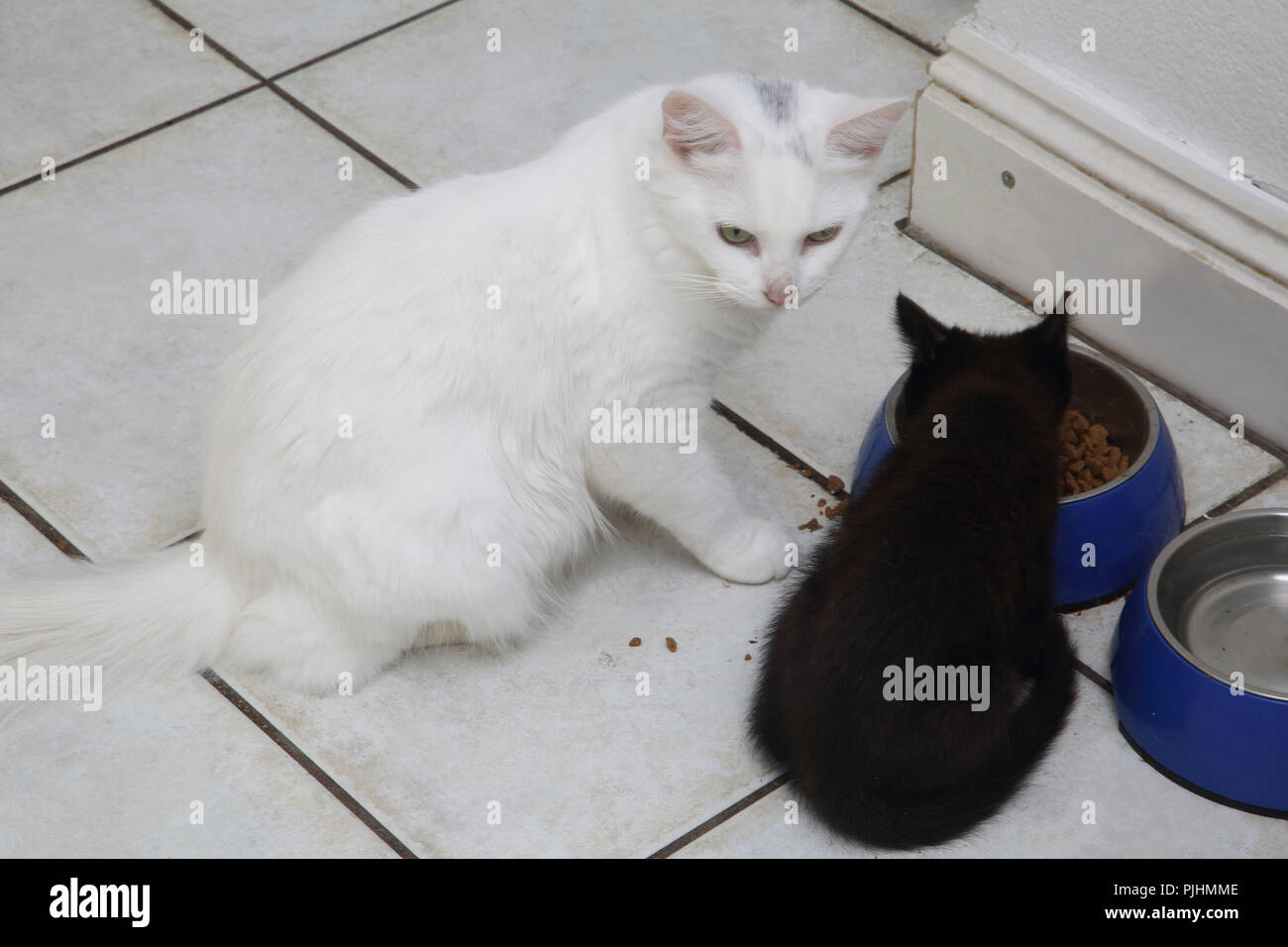 Türkisch Angora Mutter Katze mit Schildpatt Katze Essen getrocknete Lebensmittel Stockfoto