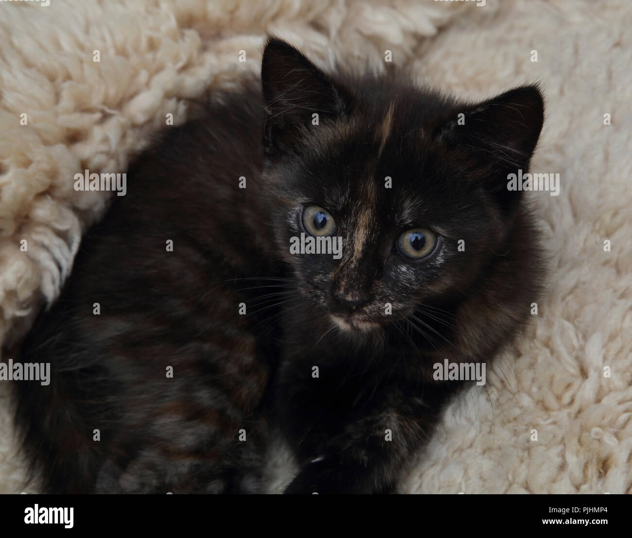 Portrait von 10 Wochen altes Weibchen schildpatt Kätzchen Stockfoto