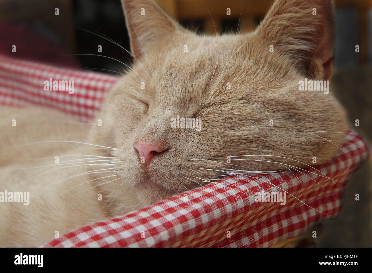 Ingwer Tom Cat im Korb Schlafen Stockfoto