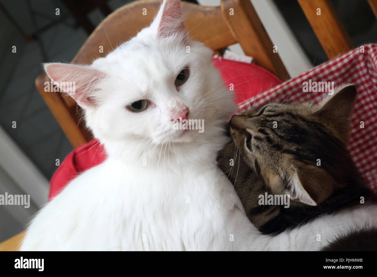 Türkisch Angora Mutter Cat spielt mit 10 Wochen alter Tabby Kitten Stockfoto