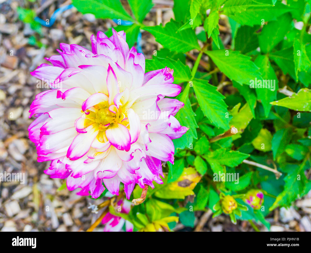 Big Purple Rosa Weiße Dahlie Blume Makro Nahaufnahme Stockfoto