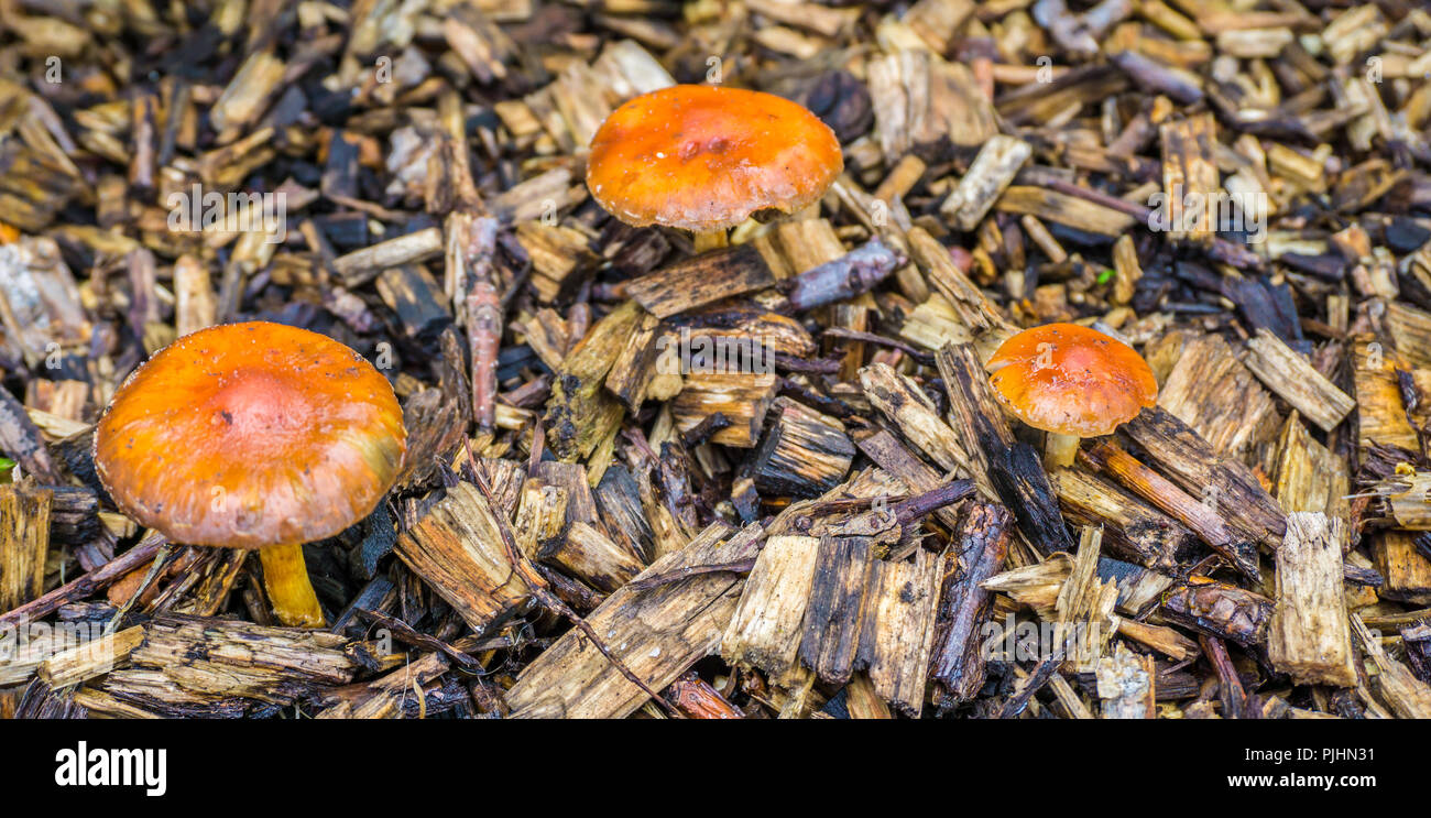 Klein braun orange Pilze mit runde Abdeckungen Makro Nahaufnahme Stockfoto
