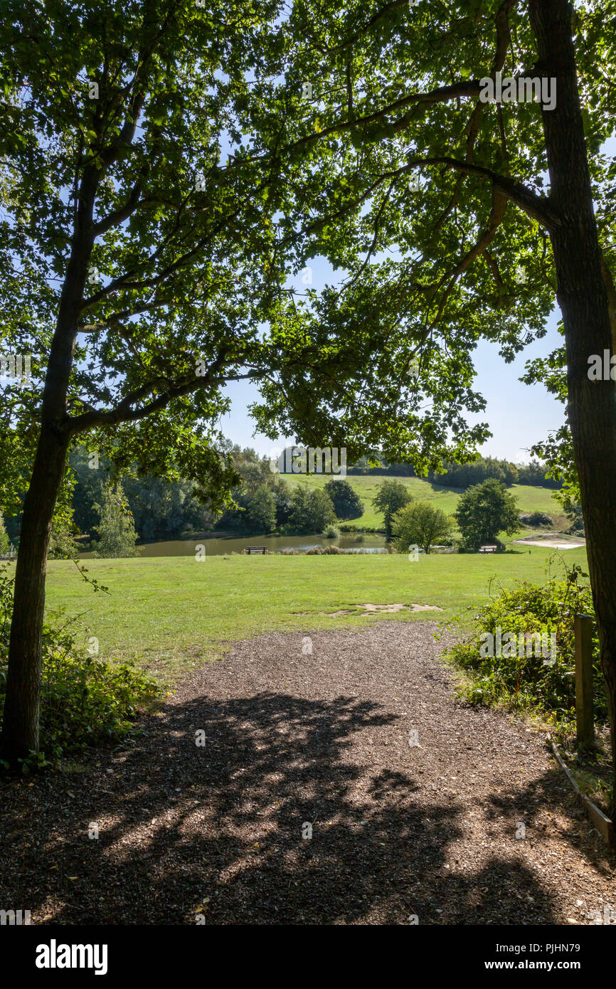 Hohe Woods Country Park, Colchester, Essex. Stockfoto