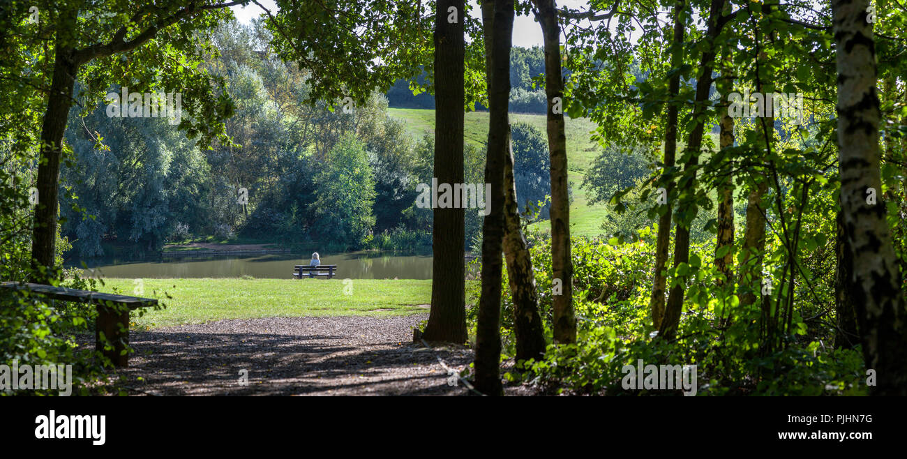 Hohe Woods Country Park, Colchester, Essex. Stockfoto