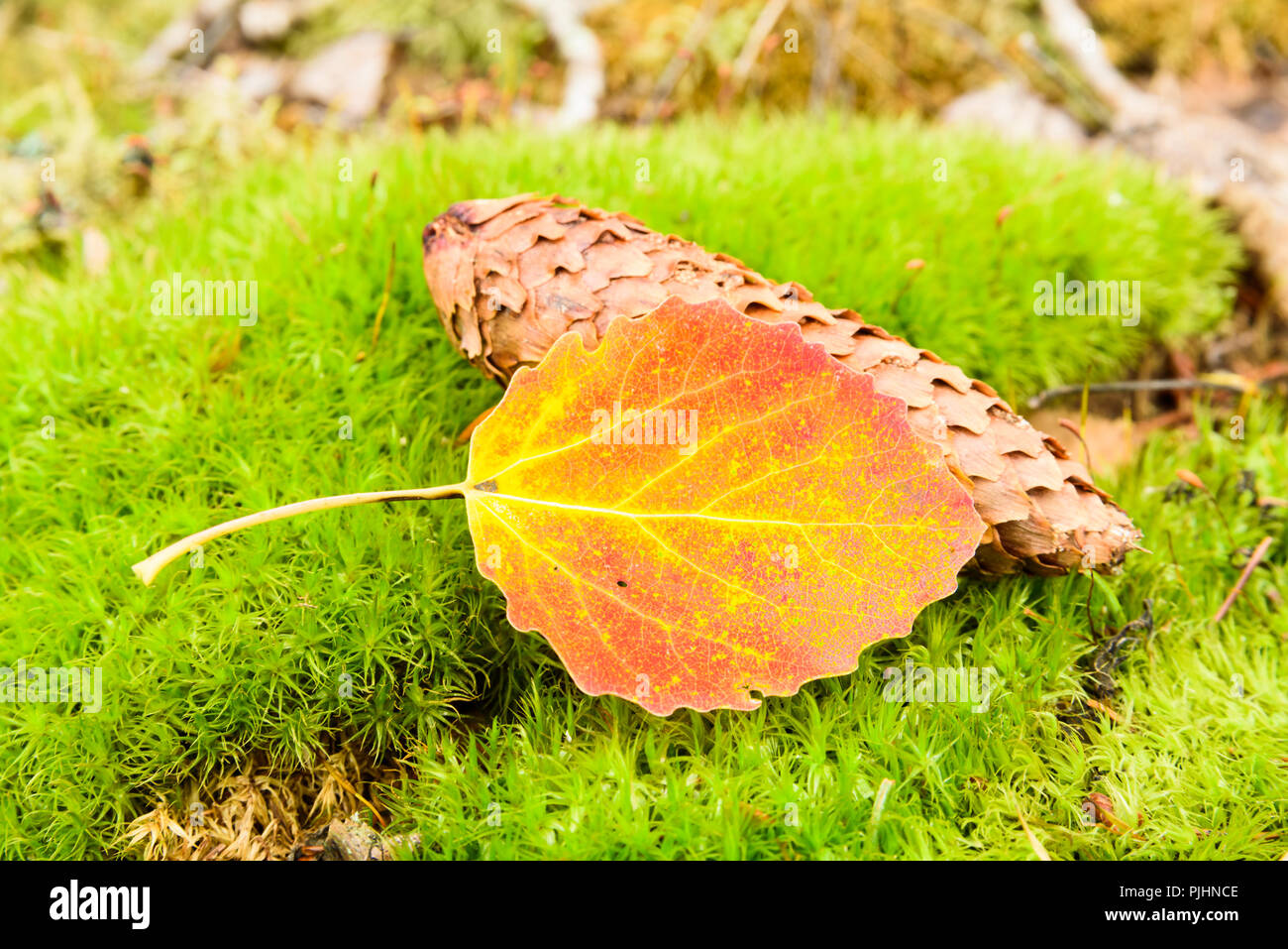 Bunte Herbst Aspen (Populus tremula) Blatt auf einer Fichte Kegel und einige grüne Moos auf dem Waldboden. Stockfoto