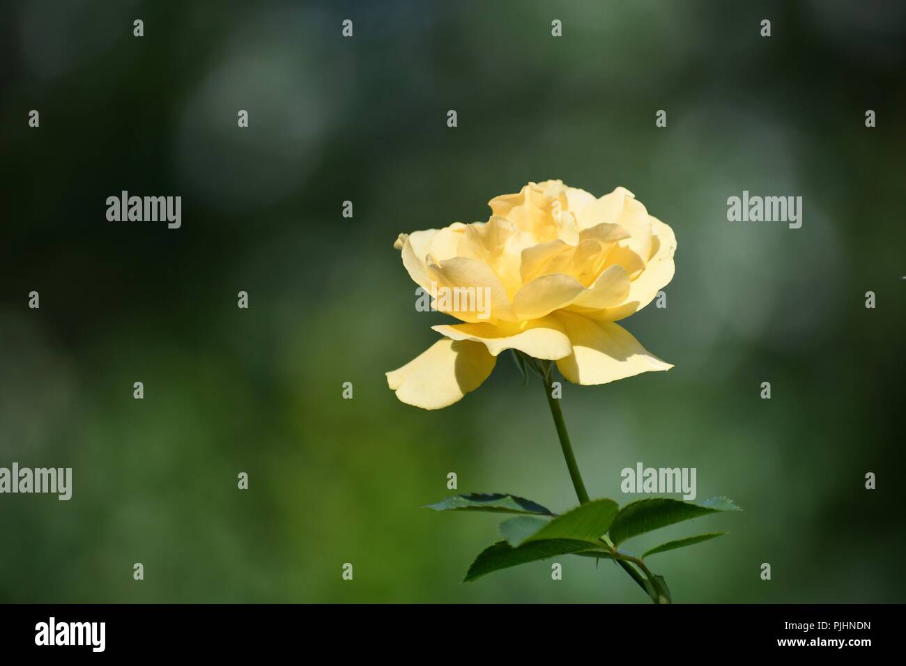 Einen Stamm gelbe Rose Stockfoto