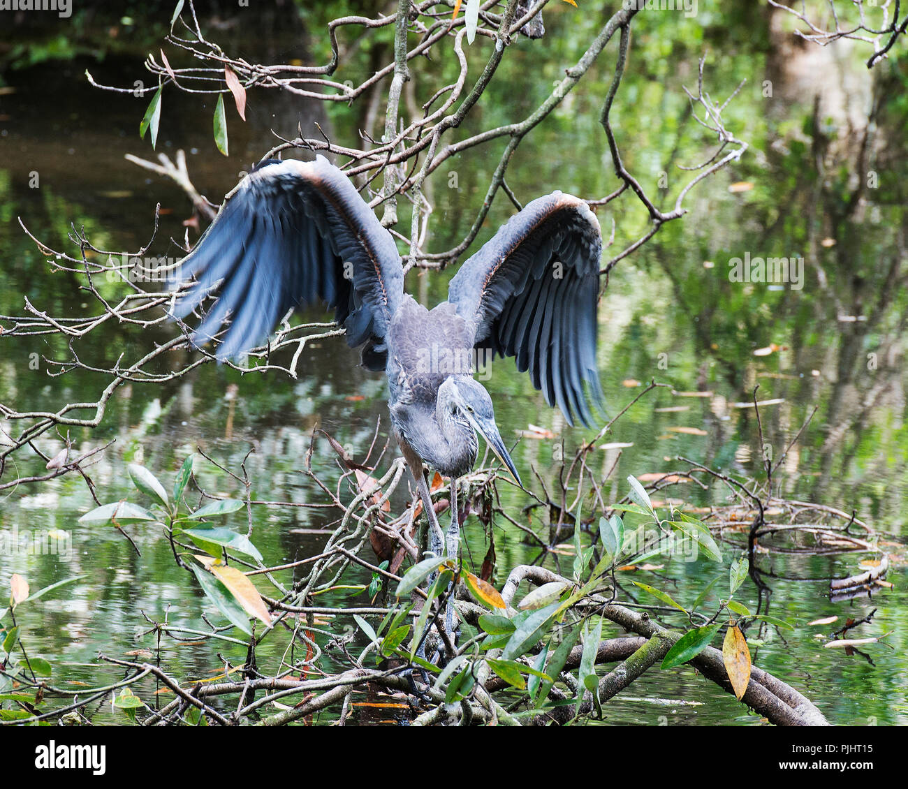 Bleu Heron Vogel mit seinem Flügel ausbreiten von Laub und Äste mit einem Baum im Hintergrund Stockfoto