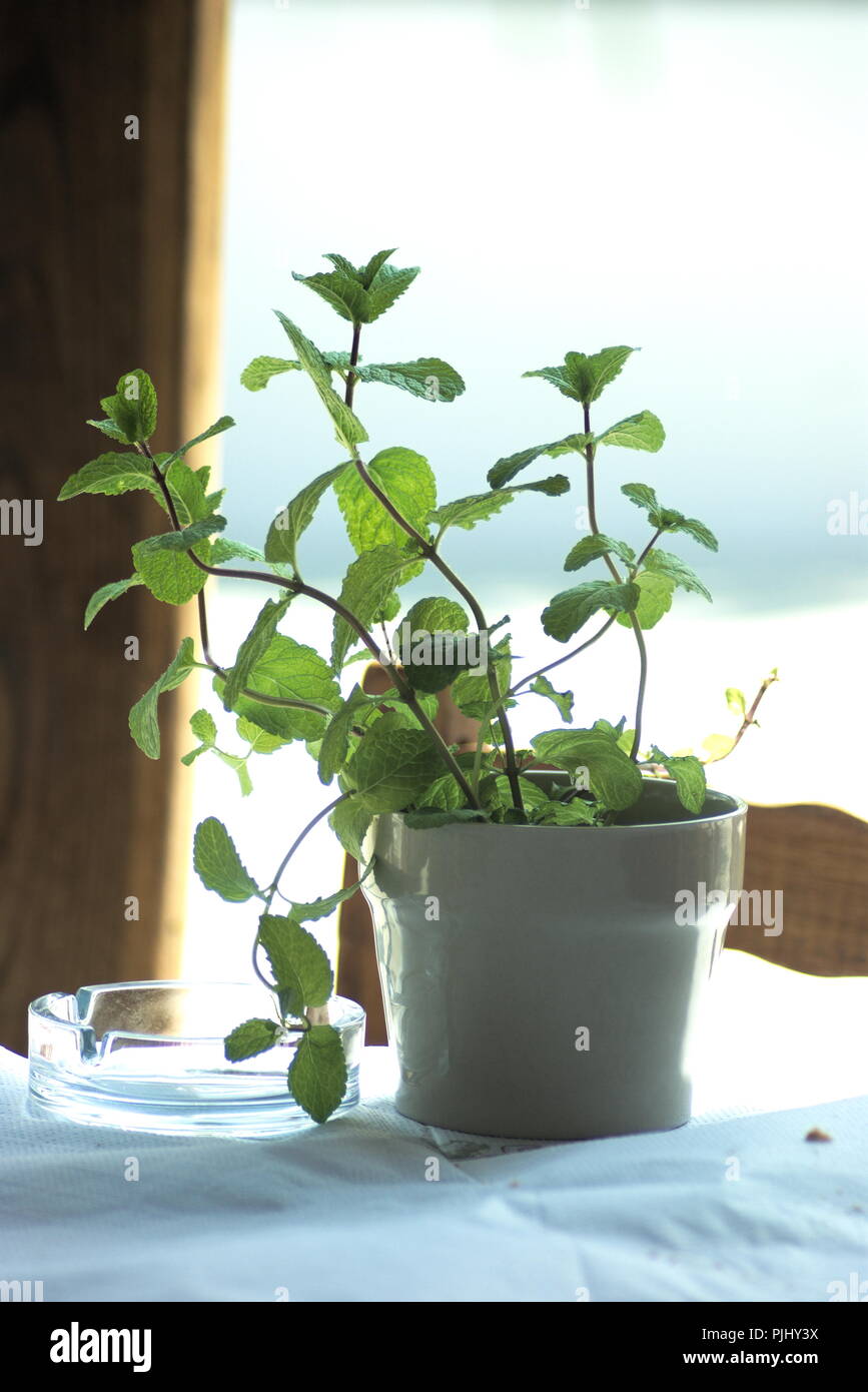 Kräuter, die in einem Pflanztopf wachsen, auf einem Taverna-Tisch, auf der schönen griechischen Insel Koufonissi. Ein einfaches Stillleben mit einem Bokeh – verschwommener Hintergrund. Stockfoto