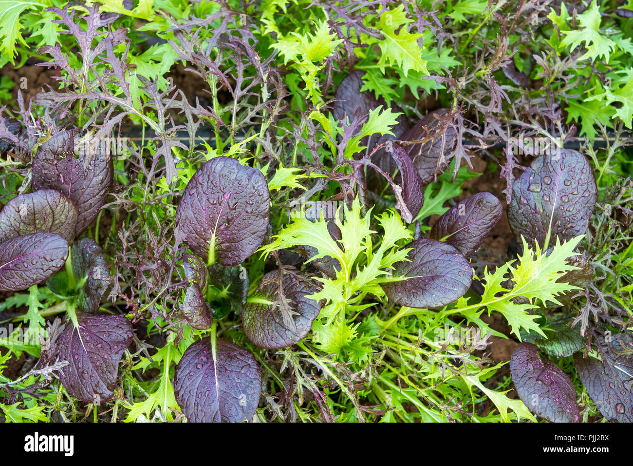 Asia Salat - Ansicht von oben Stockfoto