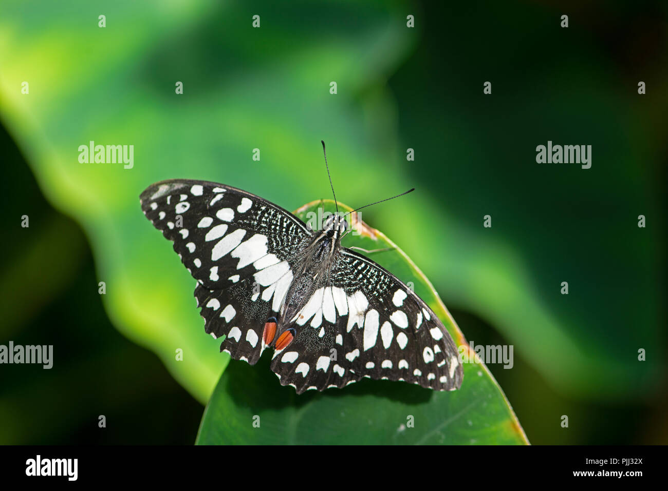 Gemeinsame Kalk Butterfly: Papilio demoleus Stockfoto