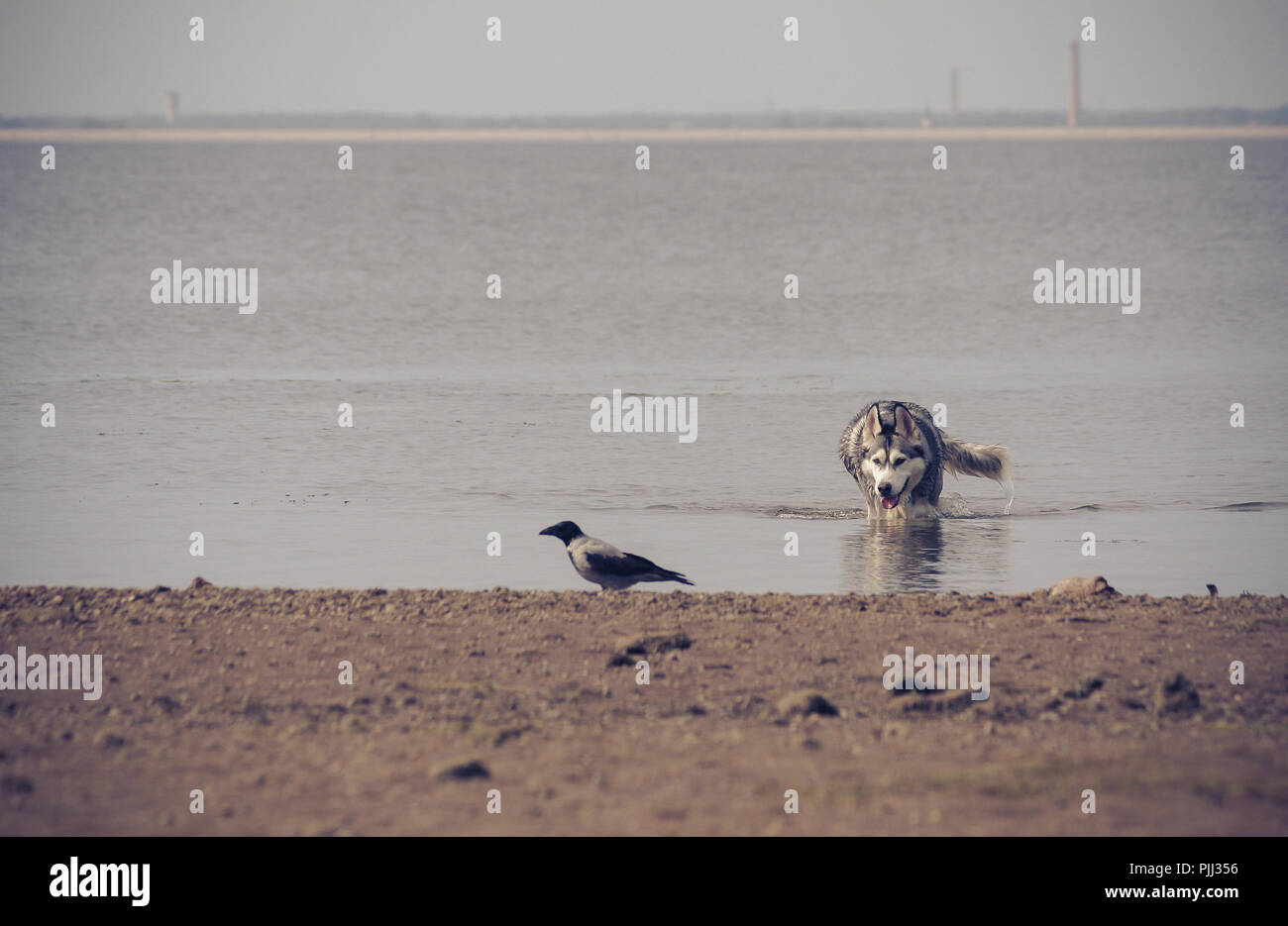 Der Alaskan Malamute Hund jagt für die Krähe aus dem Teich, den nassen Tier kauert, im Vordergrund der Vogel ist verschwommen, Stockfoto