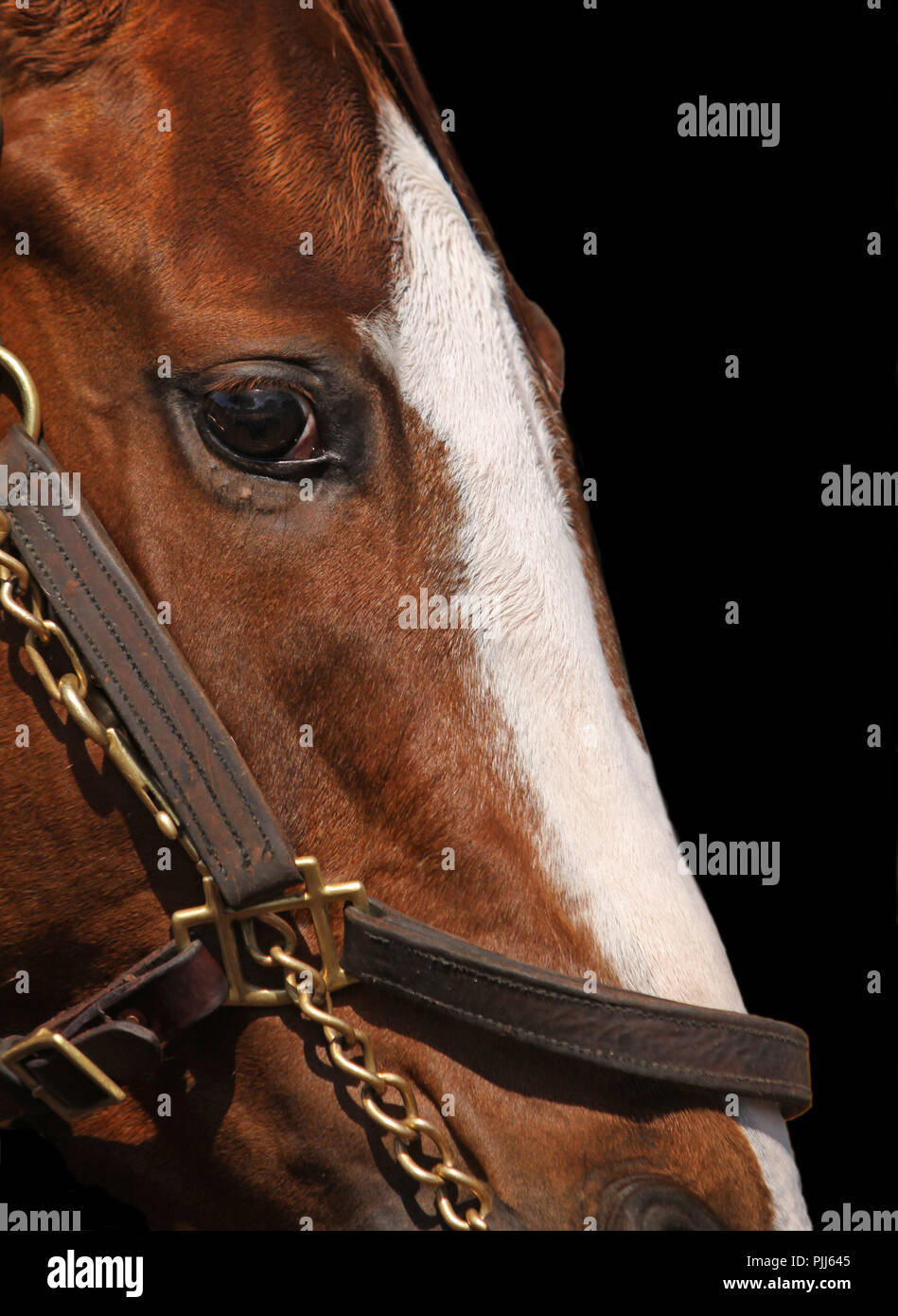 Close-up Gesicht der reinrassigen Rennpferd mit weißer Blesse tragen Zaumzeug. Foto auf schwarzem Hintergrund; Fokus auf Pferde Auge. Stockfoto
