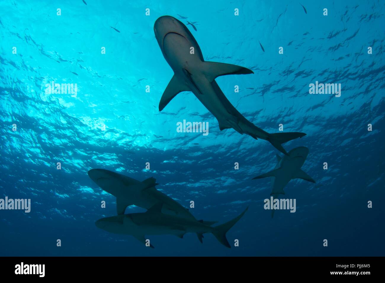 Eine Gruppe der Haie, meist Graue Riffhaie und Lemon Sharks, Schwimmen in Tiger Beach, Freeport, Bahamas. Stockfoto