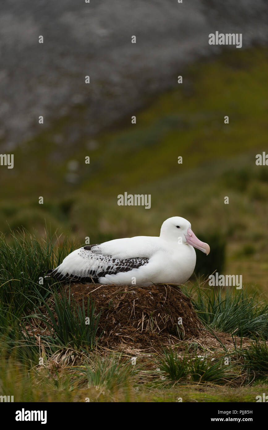 Wandering Albatross (Diomedia exulans) Stockfoto