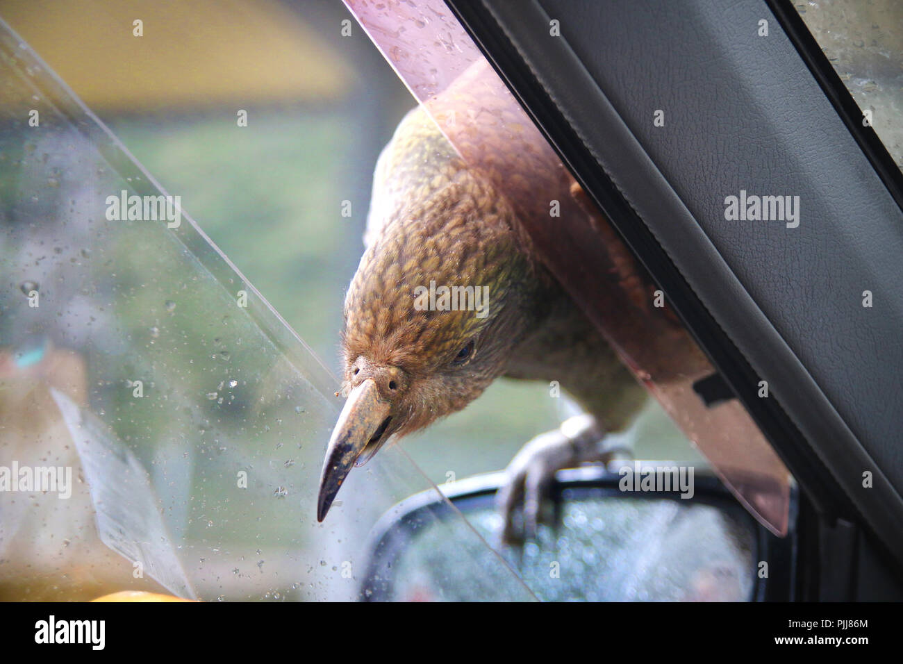 Heimat Neuseeland Kea Vogel sitzt auf dem Auto Spiegel und versuchen, innen mit scharfen Schnabel zu brechen, während Auto an Arthurs Pass Village Parkplatz geparkt ist Stockfoto