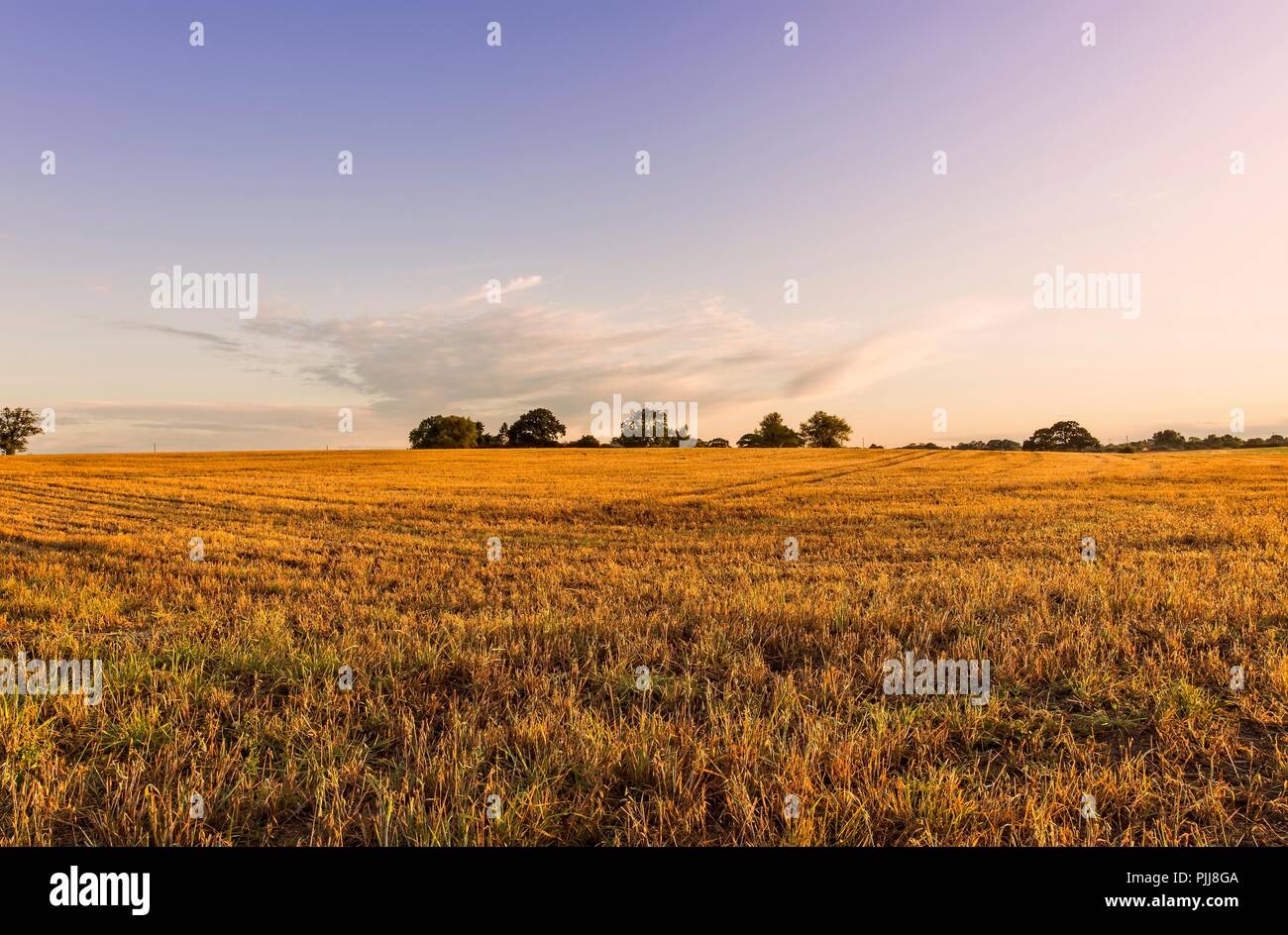 Die Dämmerung fällt Licht auf ein Feld, das vor kurzem geerntet worden ist. Die stoppel hat ein goldenes Leuchten und es gibt Furchen durchzogen ist. Stockfoto