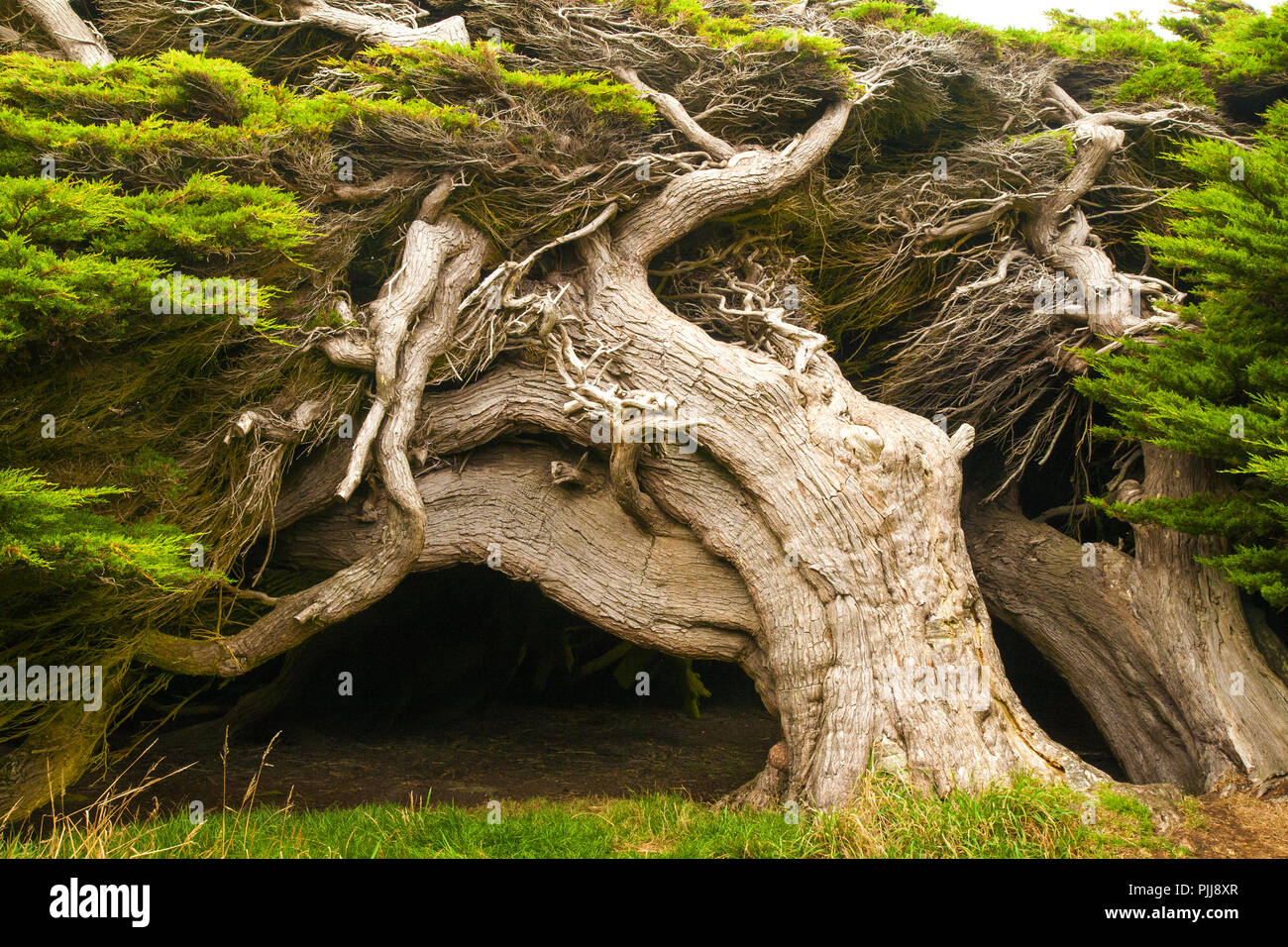 Wind geformte Bäume, Winde geformten Baum, Macrocarpa Bäume, die Catlins, Southland, Neuseeland Stockfoto