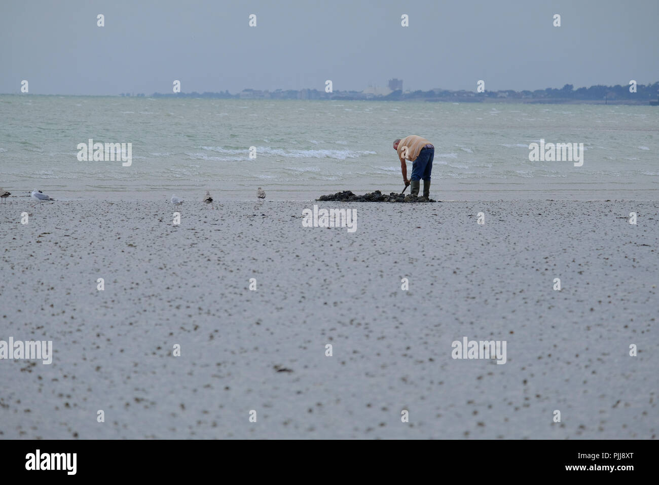 Älterer Mann für Wattwürmer graben im Sand bei Ebbe auf UK Strand Stockfoto