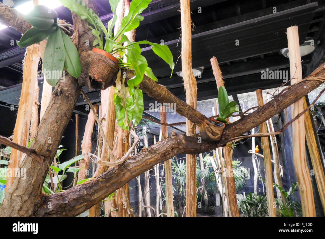 Vögel Käfig, Vogelpark, Villars-les-Dombes, Ain, Frankreich Stockfoto